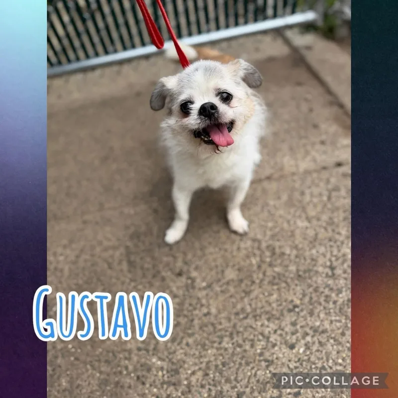 A senior small-sized male Japanese Chin dog named Gustavo for adoption in West Haven, CT