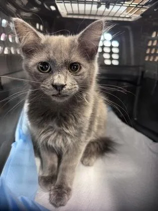 A baby small-sized female Domestic Short Hair cat named Neutrogena for adoption in West Chester, PA