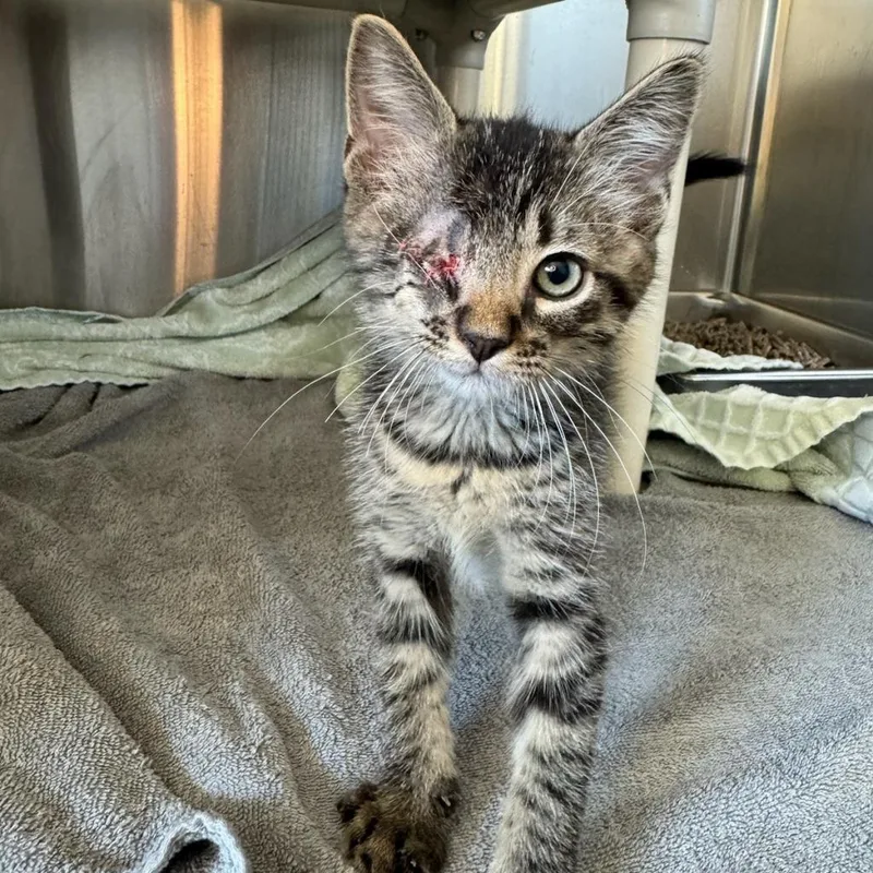 An adult large-sized male Domestic Short Hair cat named Rocket for adoption in Council Bluffs, IA