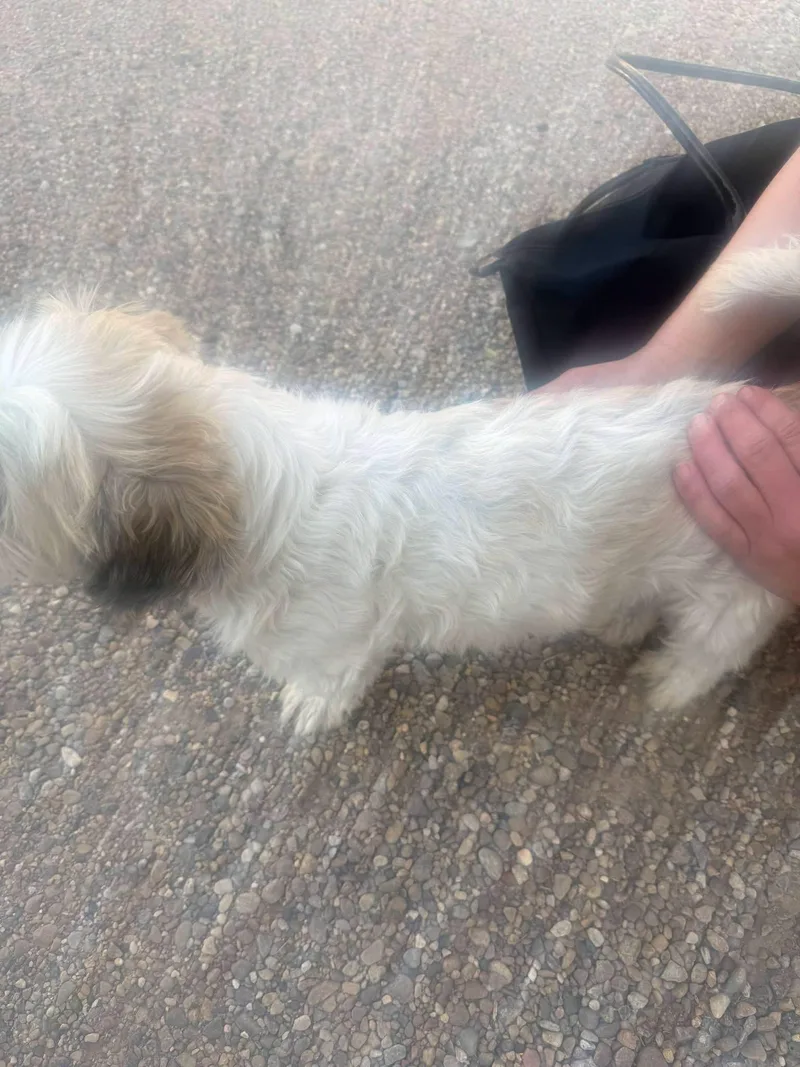 A young small-sized male Apricot / Beige Shih Tzu dog named Bruno for adoption in Amarillo, TX