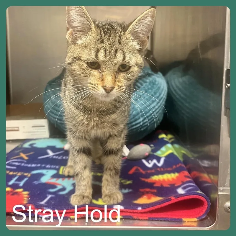 A baby small-sized female Brown / Chocolate Domestic Short Hair cat named Parcel for adoption in Owosso, MI