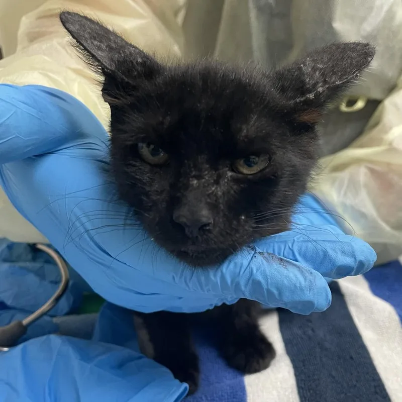 A baby medium-sized male Black Domestic Short Hair cat named Anakin for adoption in Lakeland, FL