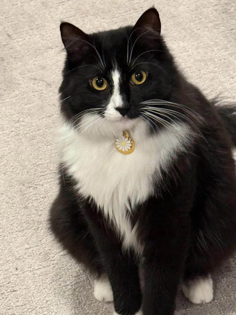 An adult large-sized female Domestic Long Hair cat named Millie for adoption in Walnut Creek, CA