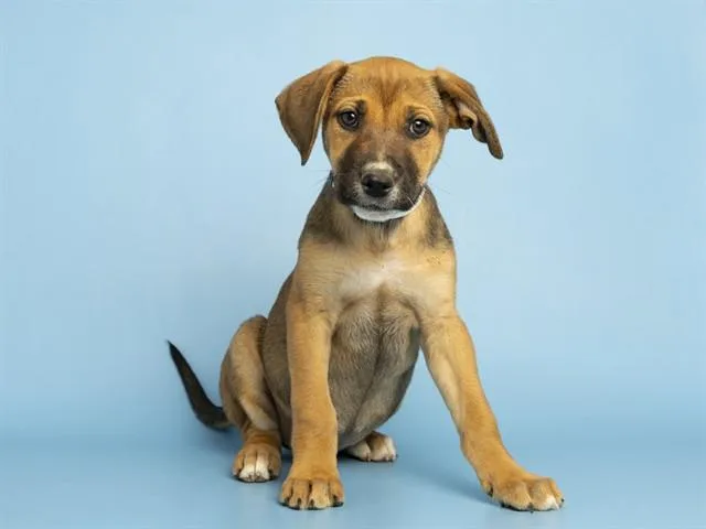 A baby small-sized female German Shepherd Dog dog named Bubbles for adoption in Phoenix, AZ