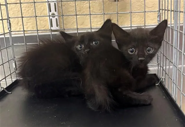 A baby small-sized female Domestic Short Hair cat named Elora for adoption in Fort Myers, FL