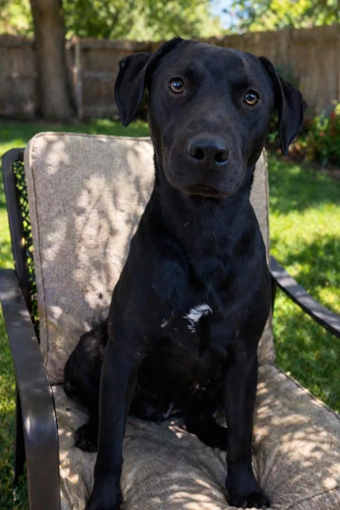 Buddy
