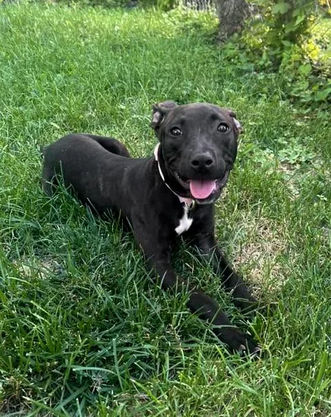 A young medium-sized female Terrier dog named Mona  Needs A for adoption in Birmingham, MI
