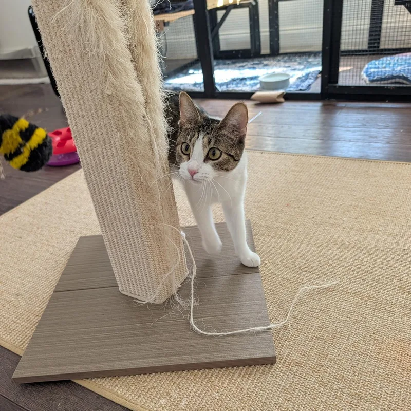 A young medium-sized female Tabby (Brown / Chocolate) Domestic Short Hair cat named Catalina for adoption in Houston, TX