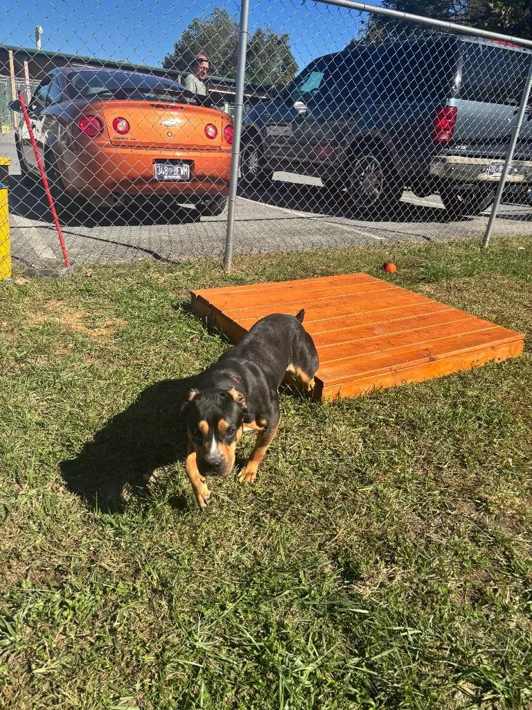 An adult medium-sized female Pit Bull Terrier dog named Fendi for adoption in Blountville, TN