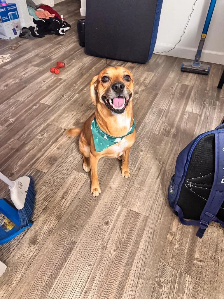 An adult medium-sized male Hound dog named Gucci for adoption in Little Rock, AR