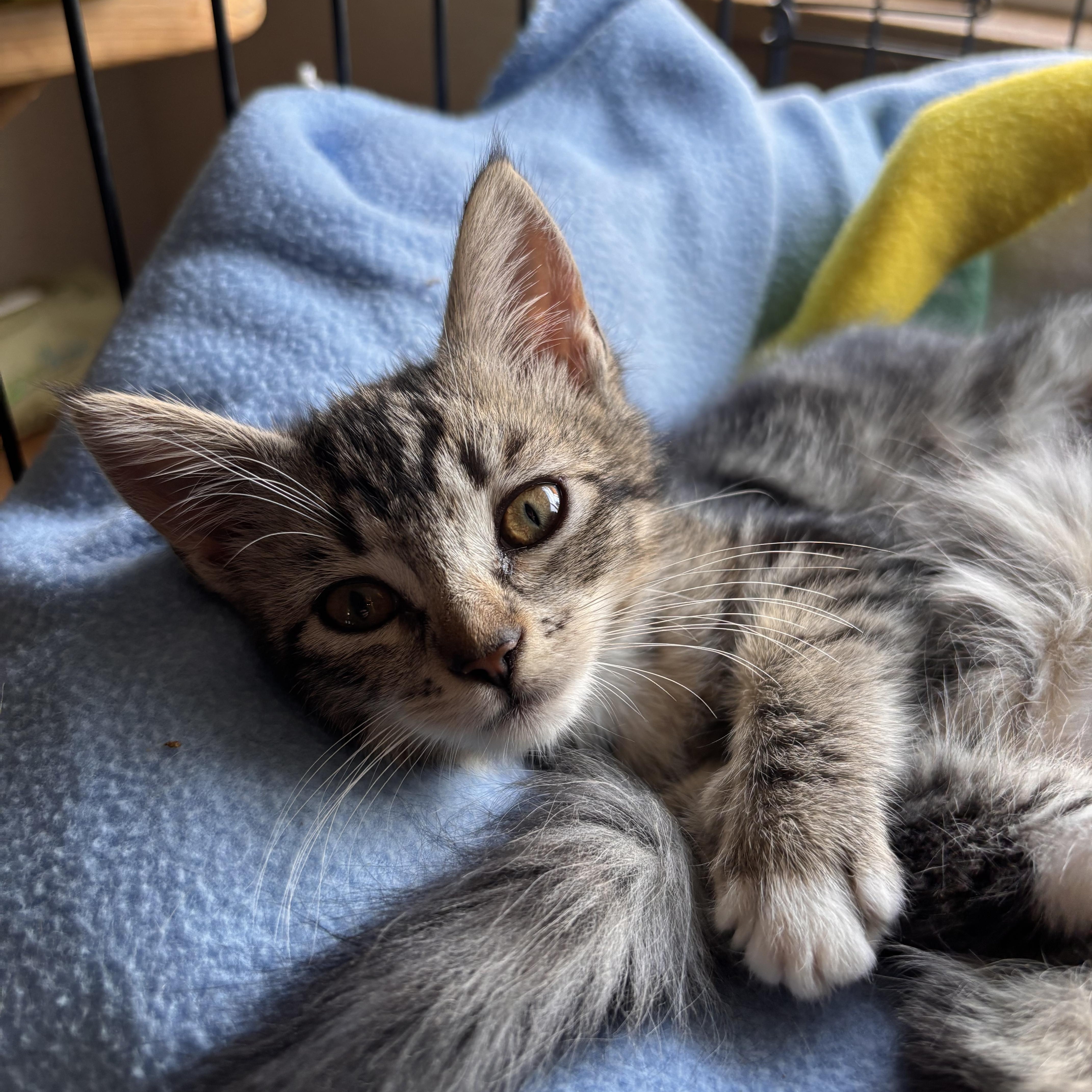 A baby small-sized female Domestic Short Hair cat named Dolly for adoption in Maple Valley, WA