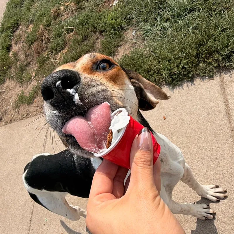An adult medium-sized male White / Cream Hound dog named Clay for adoption in Chippewa Falls, WI