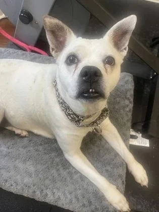 An adult large-sized female Mixed Breed dog named Bella for adoption in Atlanta, GA