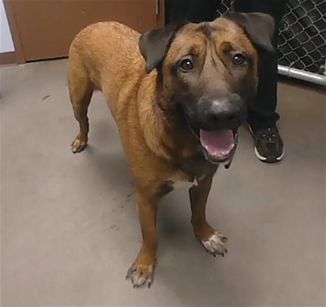 A young large-sized male Belgian Shepherd / Malinois dog named Kirby for adoption in Phoenix, AZ