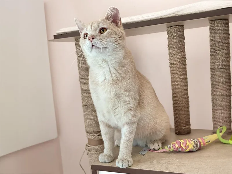 Ringo
