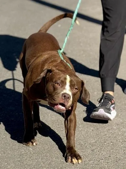 Affogato thumbnail 2