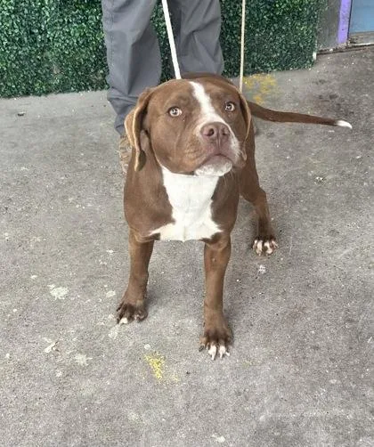 Affogato thumbnail 3