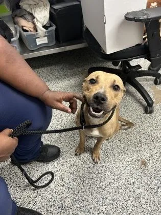 An adult large-sized male Mixed Breed dog named Nick for adoption in West Chester, PA