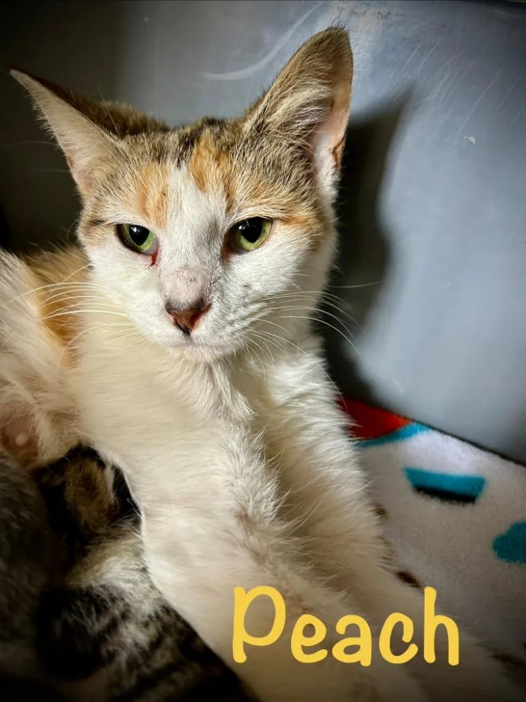 A young small-sized female Domestic Short Hair cat named Peach for adoption in West Union, OH