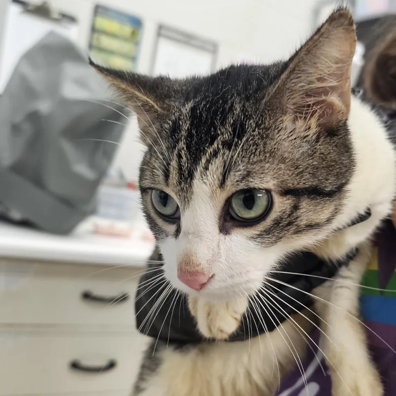 An adult medium-sized male Brown / Chocolate Domestic Short Hair cat named Essex Emerald for adoption in Evansville, IN