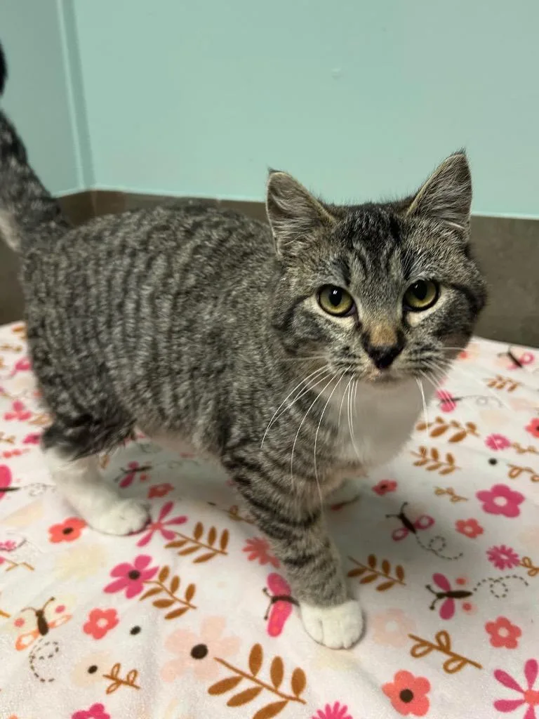A baby small-sized male Tabby (Brown / Chocolate) Domestic Short Hair cat named Baby C for adoption in Columbus, NE
