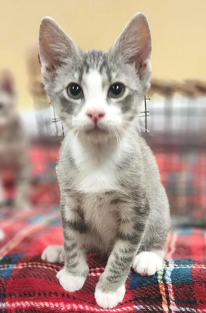 A baby medium-sized male Tabby (Gray / Blue / Silver) Domestic Short Hair cat named Tommy for adoption in Irvine, CA