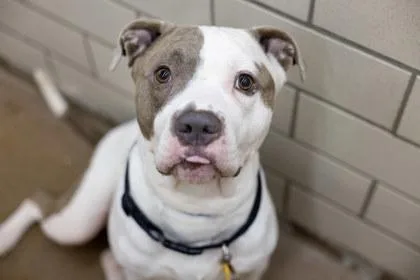 An adult large-sized male Pit Bull Terrier dog named Miles for adoption in Golden Valley, MN