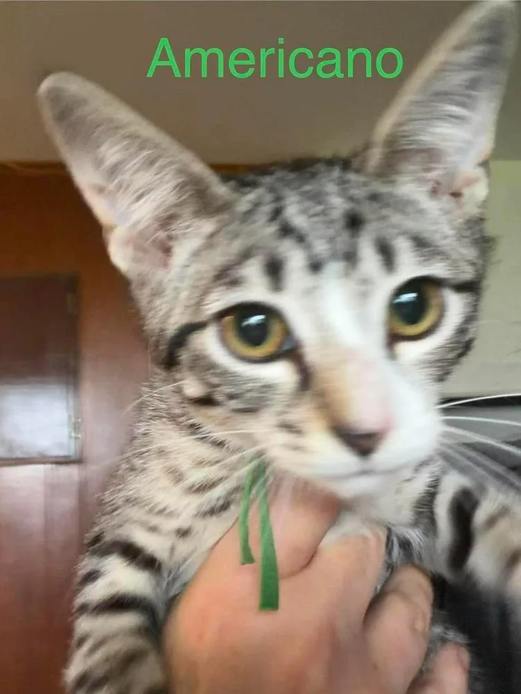 A baby small-sized male Domestic Short Hair cat named Americano G. for adoption in Peoria, IL