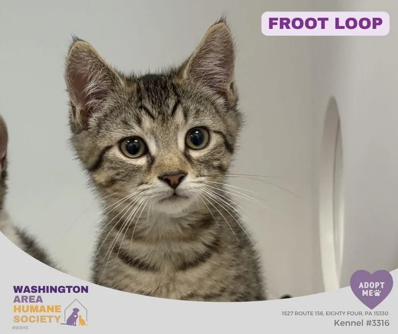 A baby small-sized male Tabby (Brown / Chocolate) Domestic Short Hair cat named Froot loop for adoption in Eighty Four, PA