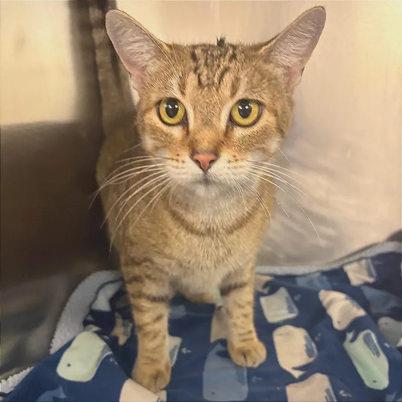 An adult medium-sized female Brown / Chocolate Domestic Short Hair cat named Bluff for adoption in Tulsa, OK