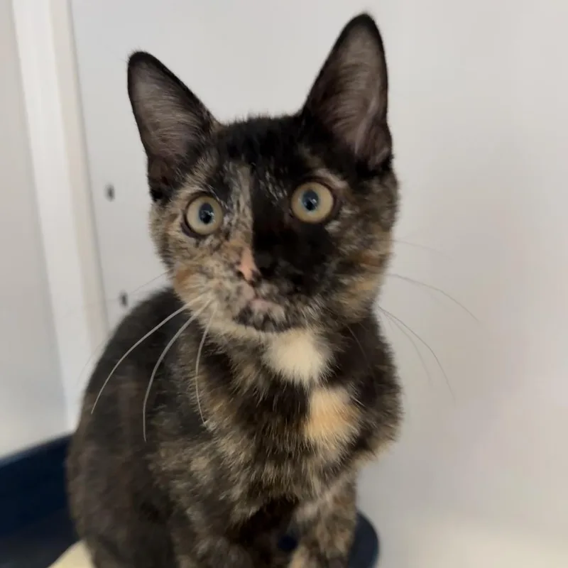 A baby small-sized female Tortoiseshell Domestic Short Hair cat named Brooklyn for adoption in Sarasota, FL
