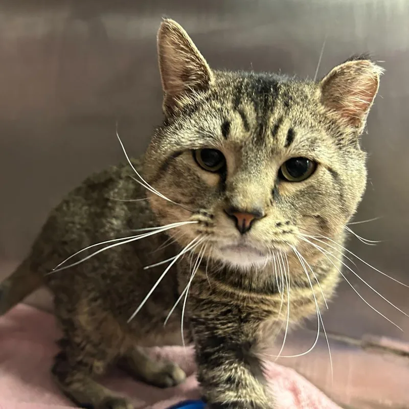 An adult large-sized male Brown / Chocolate Domestic Short Hair cat named Vito for adoption in Davenport, IA