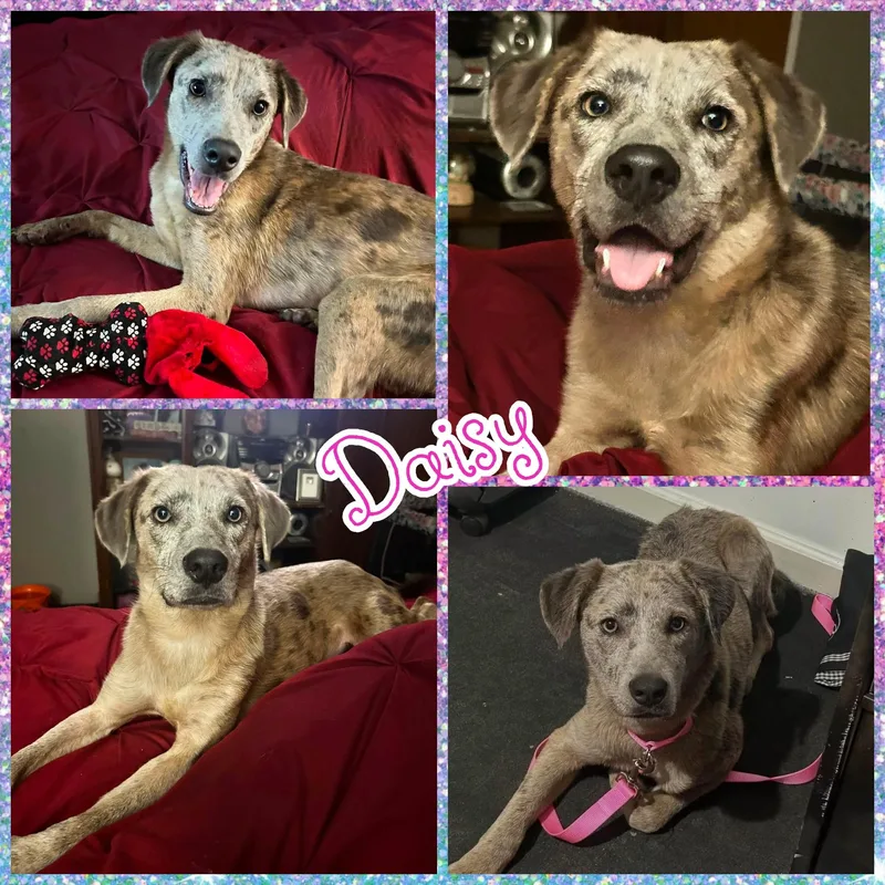 A young medium-sized female Catahoula Leopard Dog dog named Daisy for adoption in Blacksburg, SC