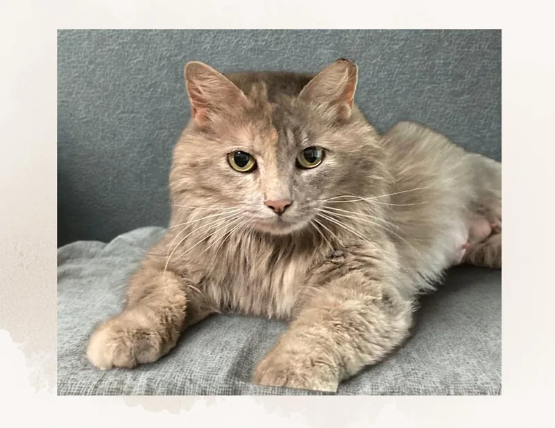 Maia