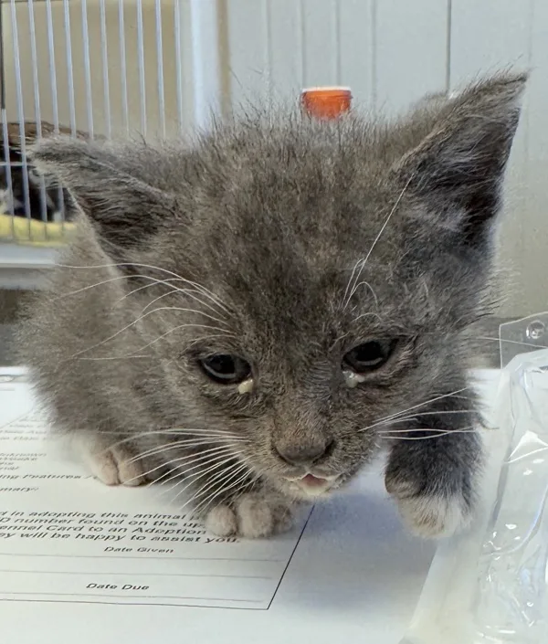 A young medium-sized male Domestic Short Hair cat named Boorito for adoption in Napa, CA
