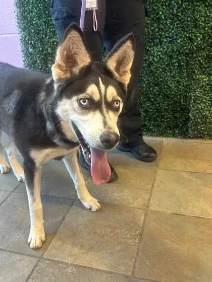An adult medium-sized female White / Cream Siberian Husky dog named Jazmine for adoption in El Paso, TX
