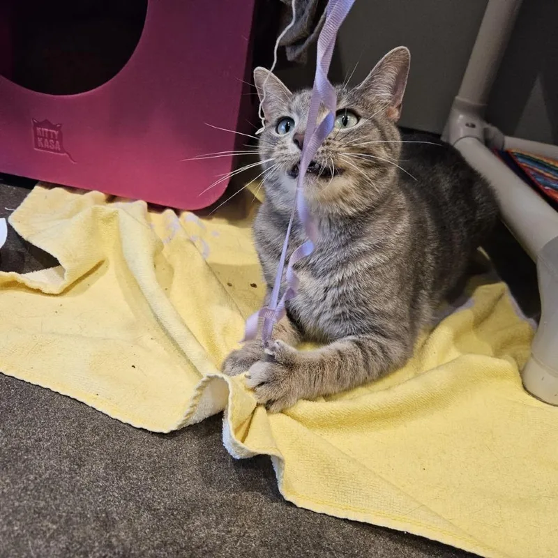 An adult medium-sized female Gray / Blue / Silver Domestic Short Hair cat named Marisol for adoption in Austin, TX