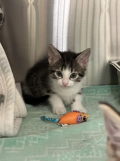 A young small-sized female Domestic Short Hair cat named Charm for adoption in Scotia, NY