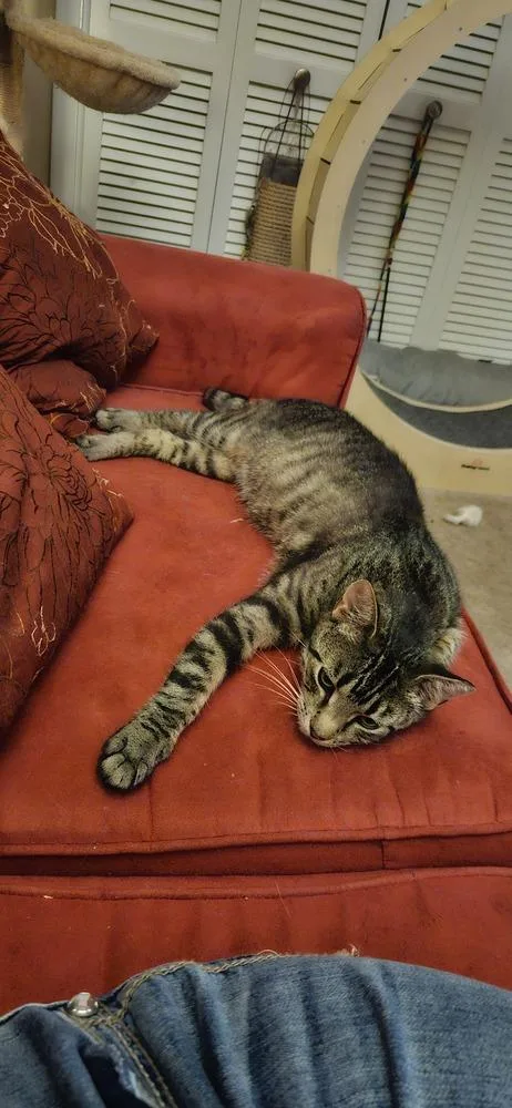 A young medium-sized female Domestic Short Hair cat named Pippa Bonded Pair With for adoption in catonsville , MD