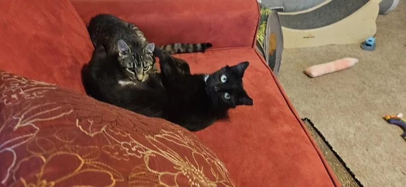 Pippa Bonded Pair With thumbnail 5