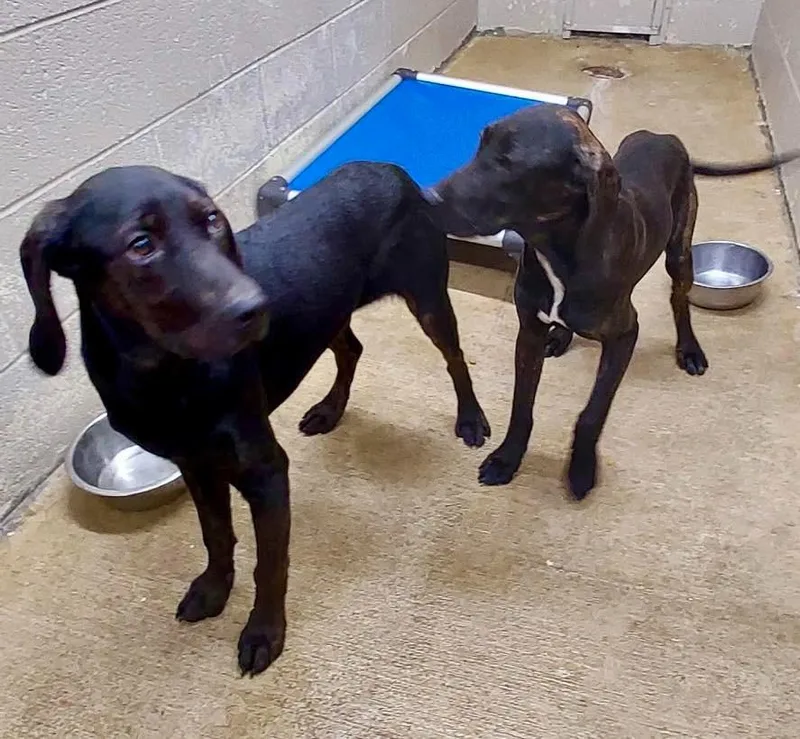 A baby medium-sized female Plott Hound dog named Nicole  AC  for adoption in Greeneville, TN