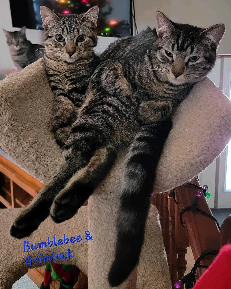 Grimlock thumbnail 5