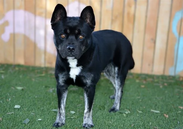 An adult medium-sized male Chow Chow dog named Gluey for adoption in West Valley City, UT