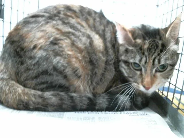 A young small-sized female Domestic Medium Hair cat named Sissy for adoption in Houston, TX