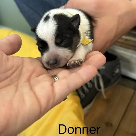 A baby small-sized male White / Cream Australian Cattle Dog / Blue Heeler named Donner for adoption in Lynchburg, VA