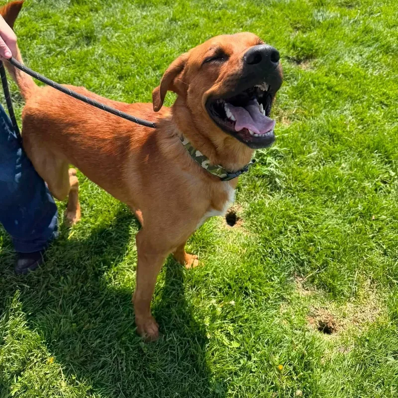 An adult large-sized male Rhodesian Ridgeback dog named Doby for adoption in Prineville, OR