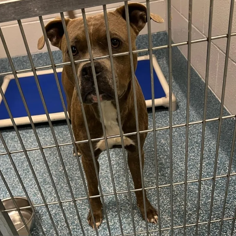 An adult large-sized male Gray / Blue / Silver Pit Bull Terrier dog named Danny for adoption in Greensboro, NC