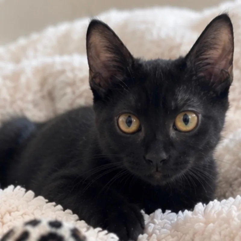 A baby medium-sized male Black Domestic Short Hair cat named Jet for adoption in Jupiter, FL