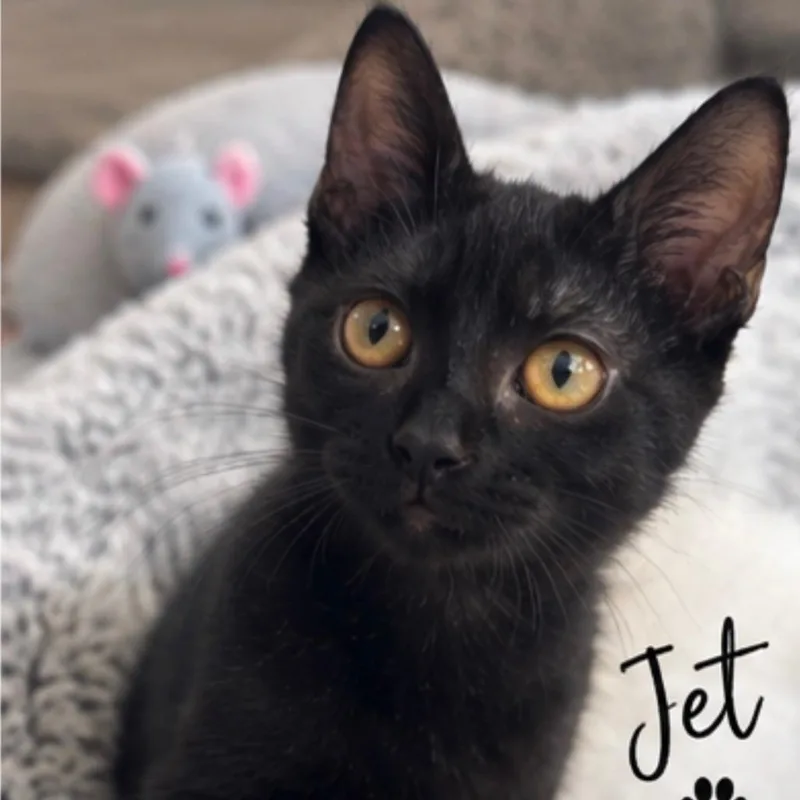 Jet thumbnail 2
