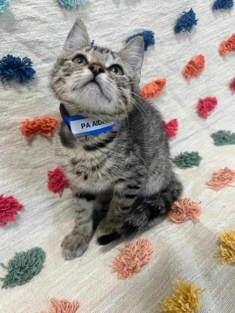 A baby medium-sized male Domestic Short Hair cat named Aiden for adoption in Denham Springs, LA